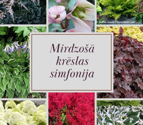 Mirdzošā krēslas simfonija
